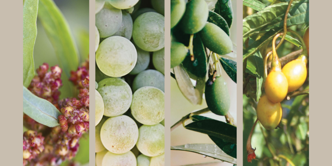 Blog Header Argan Oil Hair Treatment