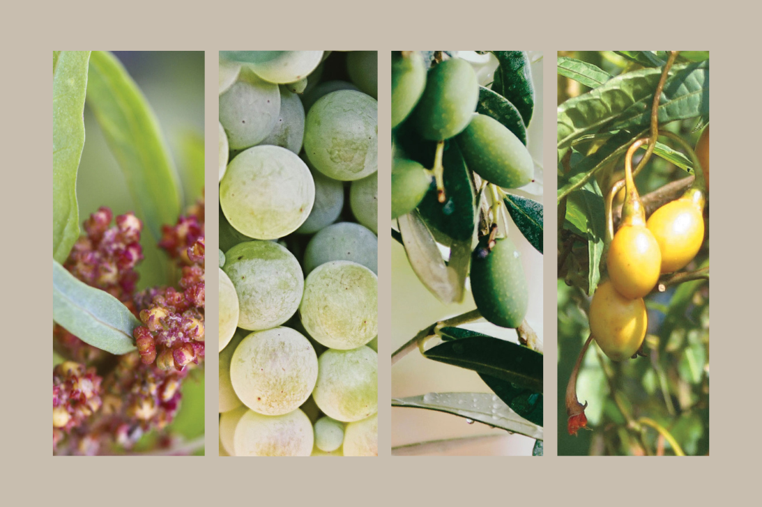 Blog Header Argan Oil Hair Treatment