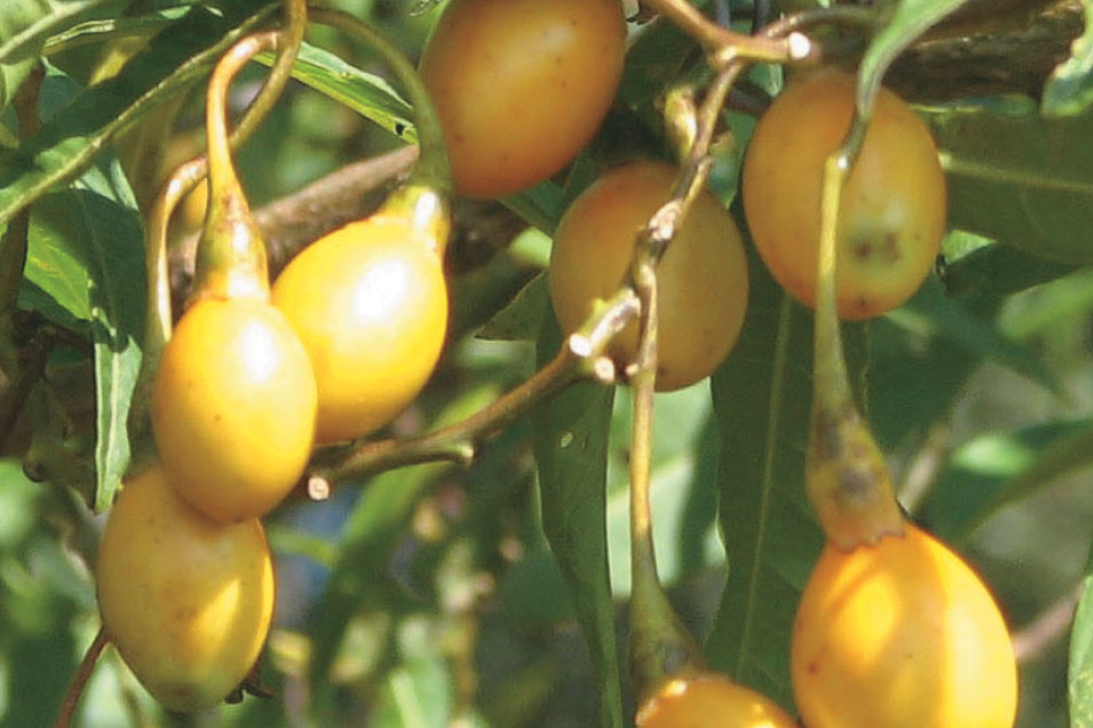 Blog Header Argan Oil Hair Treatment (1)